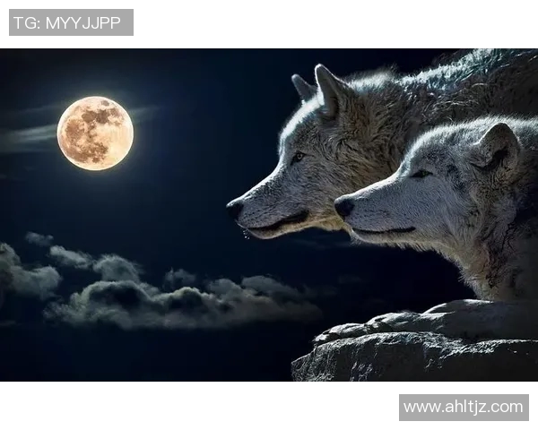 老鹰与狼的精彩对决视频集锦带你领略野生动物的生存智慧与力量较量